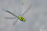 Aeshna cyanea