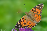 Vanessa cardui