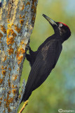 Picchio nero -Black Woodpecker (Dryocopus martius)