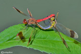 Sympetrum pedemontanum