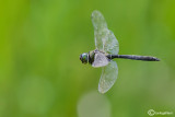 Somatochlora alpestris