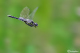 Sympetrum danae