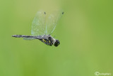 Sympetrum danae