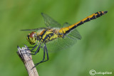 Sympetrum danae