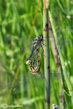 Sympetrum danae