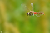 Sympetrum depressiusculum