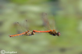 Sympetrum vulgatum