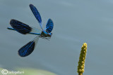 Calopteryx splendens