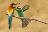 Gruccione-European Bee-eater (Merops apiaster)