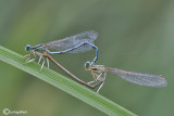 Platycnemis pennipes