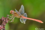Sympetrum meridionale male