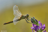 Sympetrum depressiusculum female