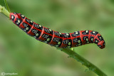 Spurge hawkmoth ((Hyles euphorbiae)