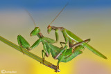 European Dwarf Mantis - Ameles spallanzania