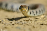 Natrice dal collare -Grass Snake (Natrix natrix)