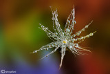 Drops