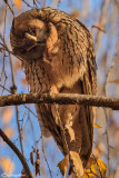 Long-eared Owl