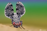 Callopistromyia annulipes