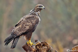 Poiana-Common Buzzard (Buteo buteo)