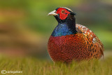 Fagiano-Common Pheasant  (Phasianus colchicus)