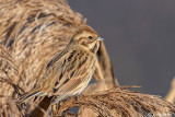 Migliarino di palude -Reed Bunting (Emberiza schoeniclus)