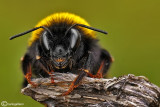 Bombus sp.