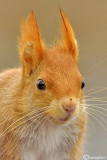 Red squirrel - (Sciurus vulgaris)