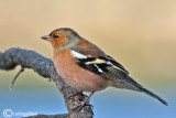 Fringuello- Chaffinch (Fringilla coelebs)
