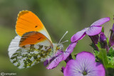 Anthocharis cardamines