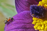 Formica sp