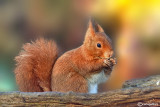  Red squirrel -  (Sciurus vulgaris)
