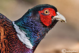 Fagiano-Common Pheasant (Phasianus colchicus)
