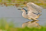 Nitticora- Night-Heron (Nycticorax nycticorax)
