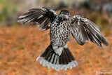 Nocciolaia- Spotted Nutcracker(Nucifraga caryocatactes)