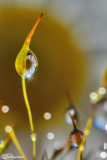 Drops