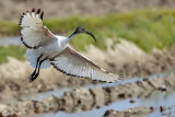 Ibis sacro -Sacred Ibis (Threskiornis aethiopicus)