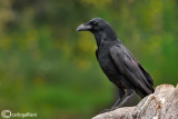 Corvo imperiale- Common Raven (Corvus corax)