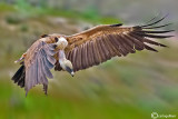 Grifone - Griffon Vulture (Gyps fulvus)