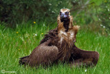 Avvoltoio monaco -Black Vulture (Aegypius monachus)