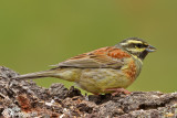 Zigolo nero- Cirl Bunting (Emberiza cirlus)