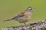 Zigolo nero- Cirl Bunting (Emberiza cirlus)