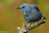 Passero solitario-Blue Rock Thrush (Monticola solitarius)