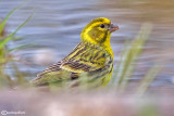 Verzellino- European Serin (Serinus serinus)