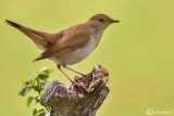 Usignolo-Common Nightingale (Luscinia megarhynchos)