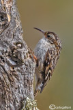 Rampichino -Short-toed Treecreeper (Certhia brachydactyla)