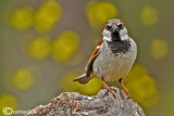 Passera oltremontana-House Sparrow (Passer domesticus)