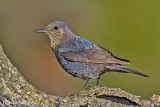 Passero solitario-Blue Rock Thrush (Monticola solitarius)