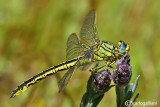 Gomphus pulchellus