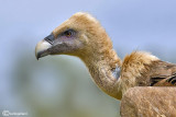 Grifone - Griffon Vulture (Gyps fulvus)