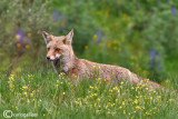 Volpe-Red Fox (Vulpes vulpes)